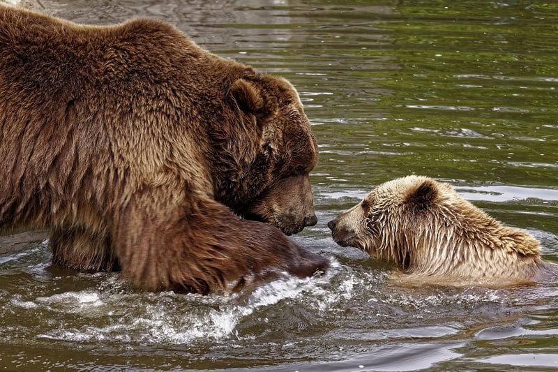 Wildlife encounters