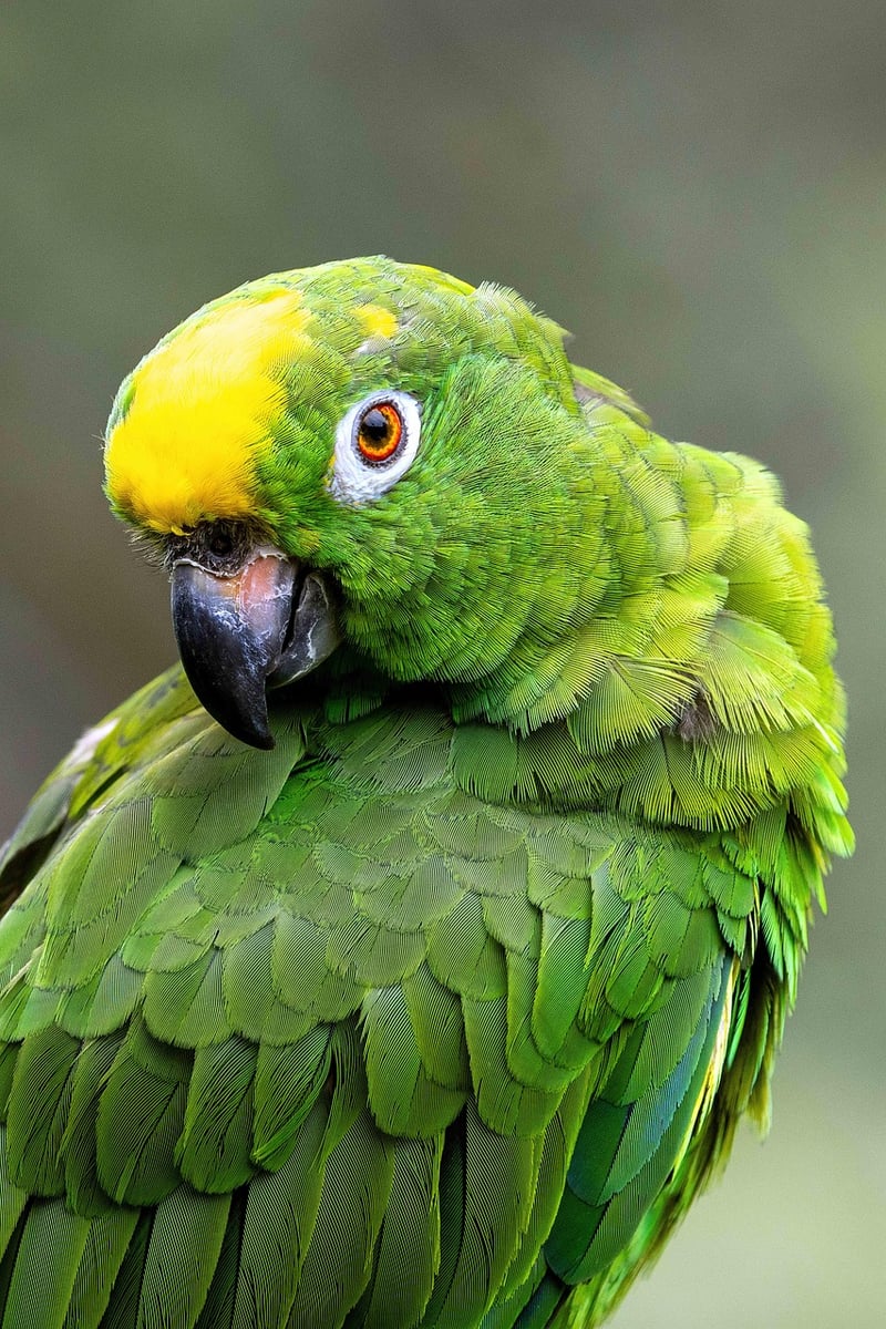 Amazon Jungle